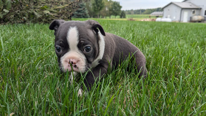 BOSTON TERRIER (08/24) MALE