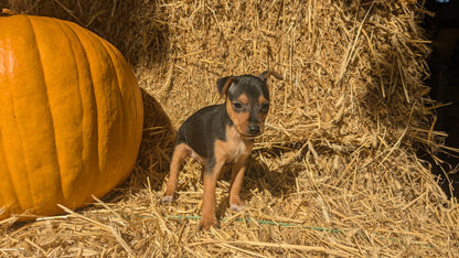 MINI PINSCHER (08/25) MALE