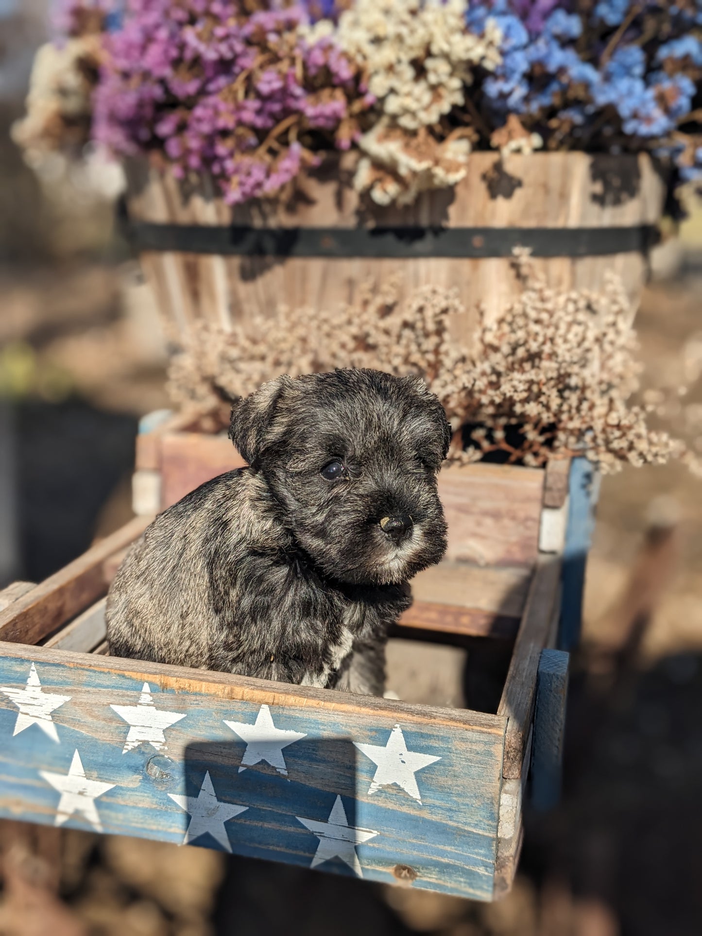 MINI SCHNAUZER (12/27/23) FEMALE