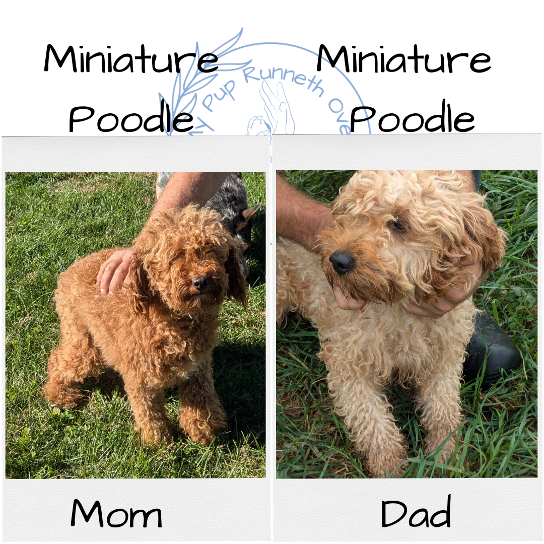 MINI POODLE (08/20) MALE