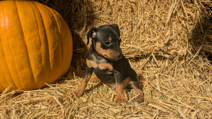 MINI PINSCHER (08/25) MALE