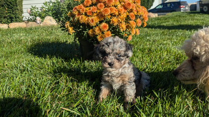 TOY POODLE (08/24) FEMALE