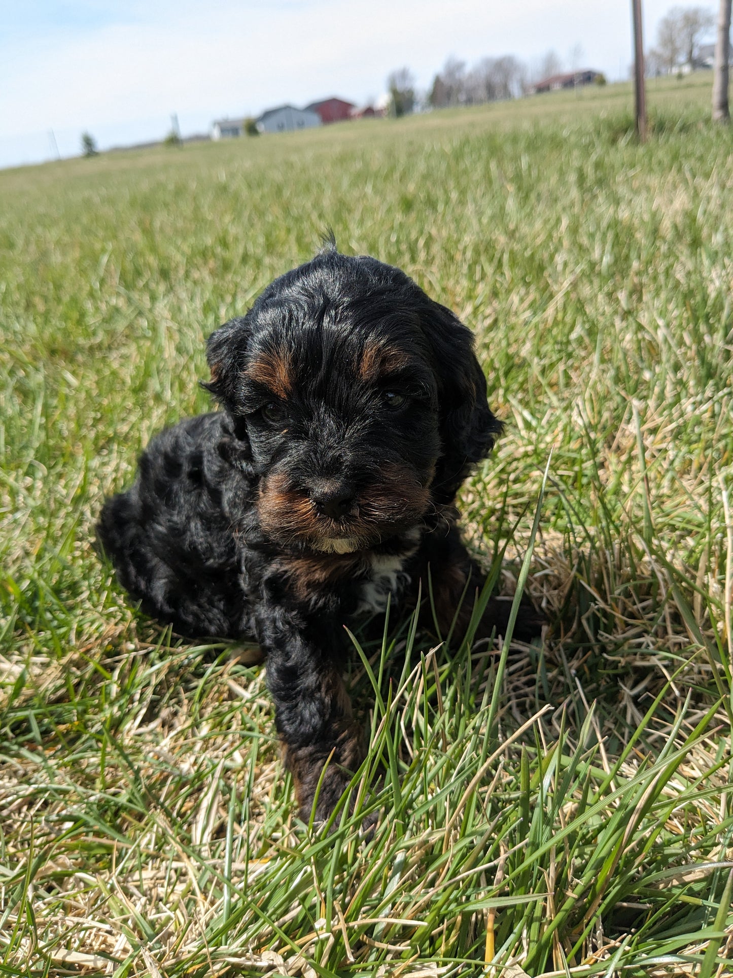 COCKAPOO (03/09) FEMALE