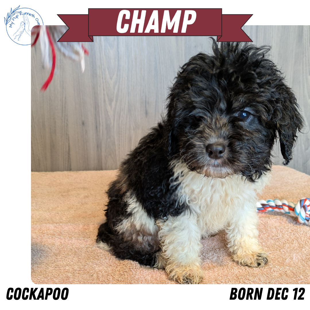 COCKAPOO (12/12) MALE