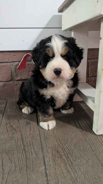 BERNESE MOUNTAIN DOG (11/17) MALE