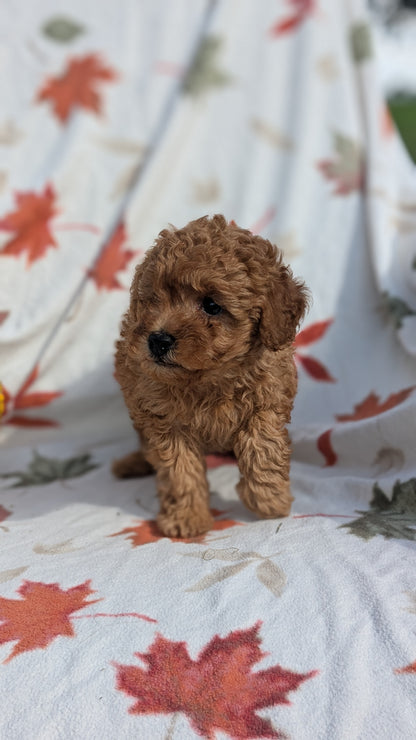 TOY POODLE (08/24) MALE