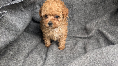 MALTIPOO (09/23) FEMALE