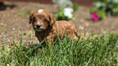 CAVAPOO (05/12) MALE