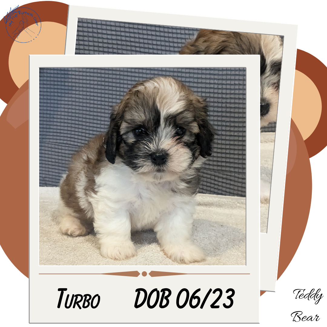 TEDDY BEAR (06/23) MALE