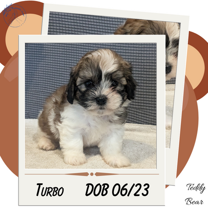 TEDDY BEAR (06/23) MALE