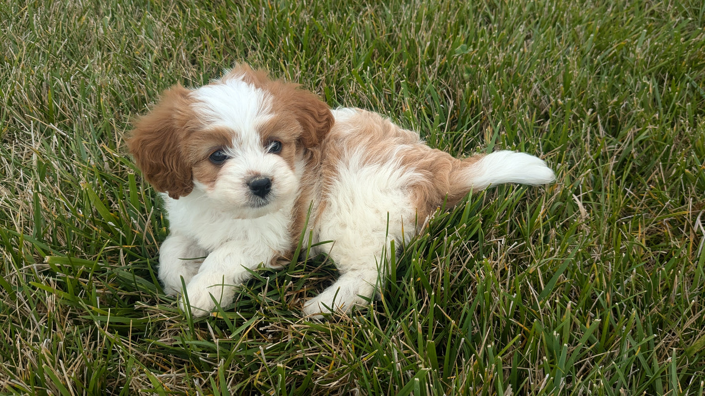 CAVAPOO (06/29) FEMALE