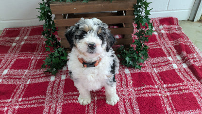 MINI BERNEDOODLE (11/07) MALE