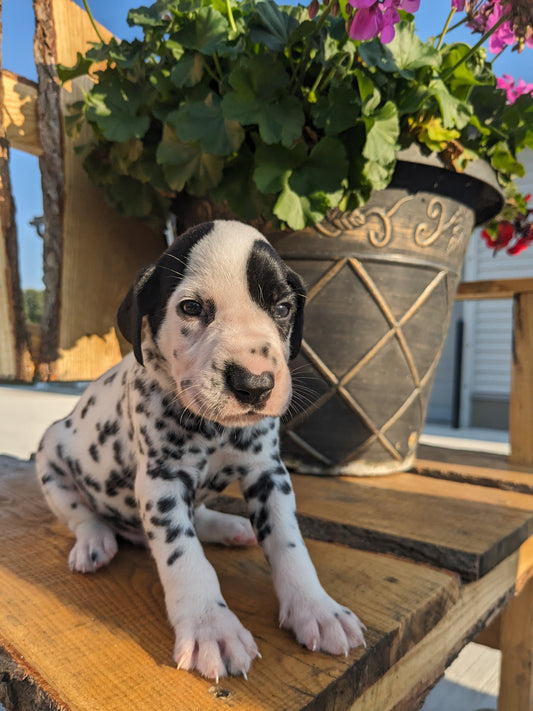 DALMATION PUPPIES (MALE)