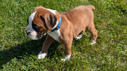 BOXER (08/27) MALE