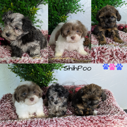 SHIHPOO (10/19) FEMALE