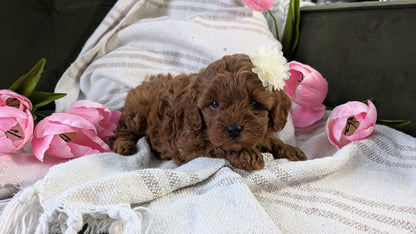 CAVAPOO (01/10) FEMALE