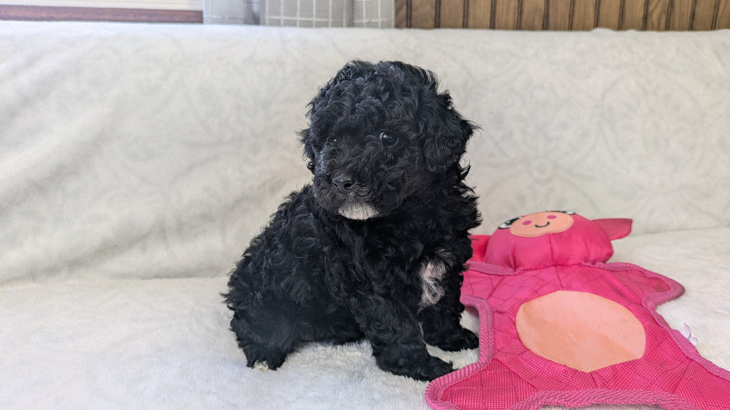 MINI POODLE (01/10) FEMALE