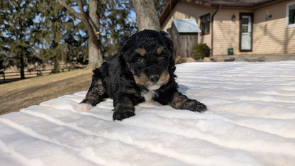 MINI BERNEDOODLE (02/03) FEMALE