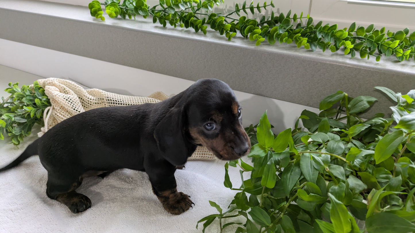 MINI DACHSHUND (01/27) MALE