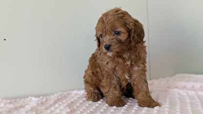 CAVAPOO (12/31) FEMALE