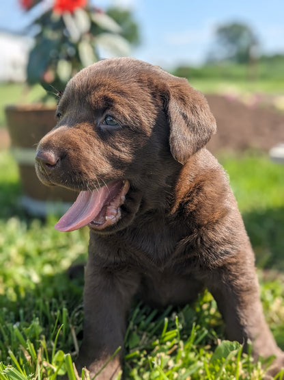 CHOCOLATE LAB (04/21) FEMALE