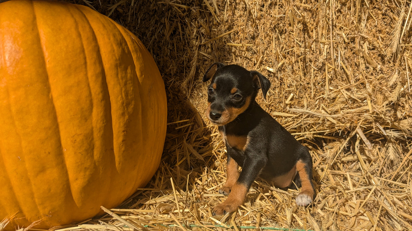 MINI PINSCHER (08/25) FEMALE