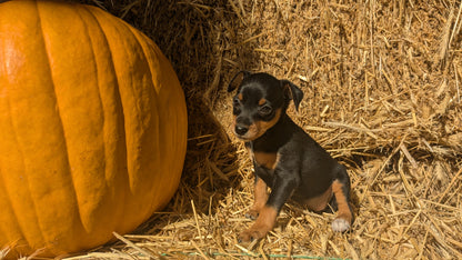 MINI PINSCHER (08/25) FEMALE