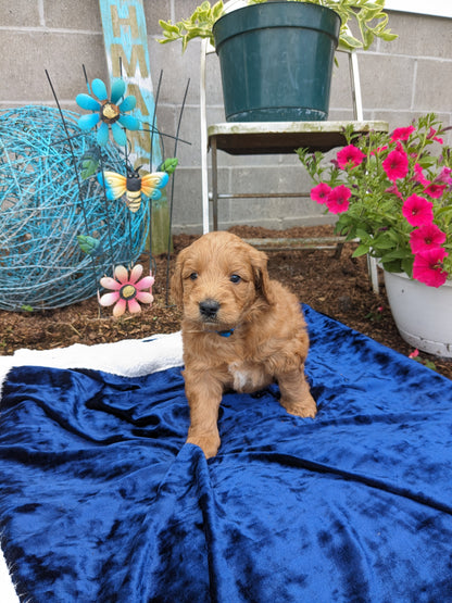 GOLDENDOODLE (05/03) MALE