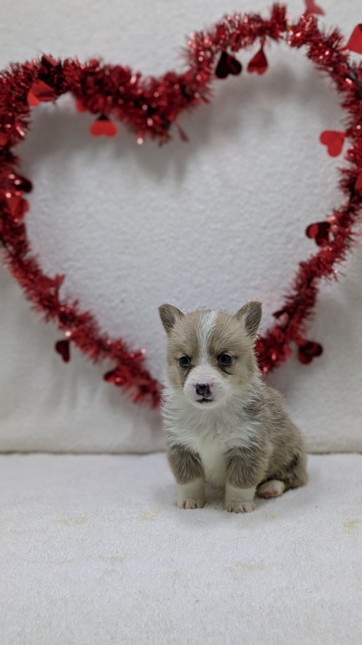 CORGI (12/19) FEMALE