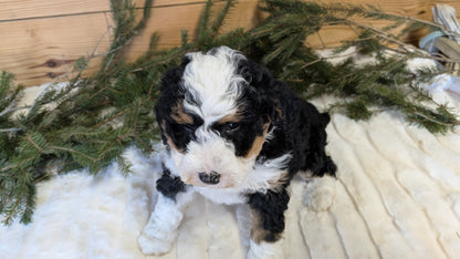 MINI BERNEDOODLE (11/28) FEMALE