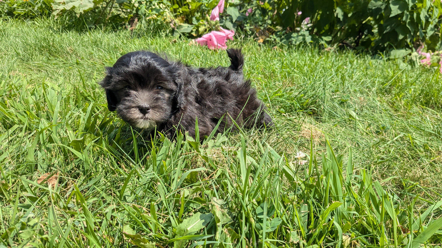 SHIH-POO (06/28) MALE