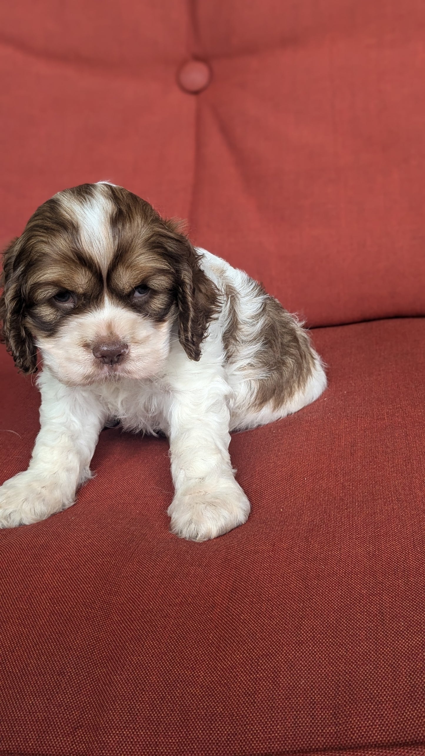 COCKER SPANIEL (05/30) FEMALE