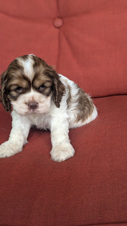 COCKER SPANIEL (05/30) FEMALE