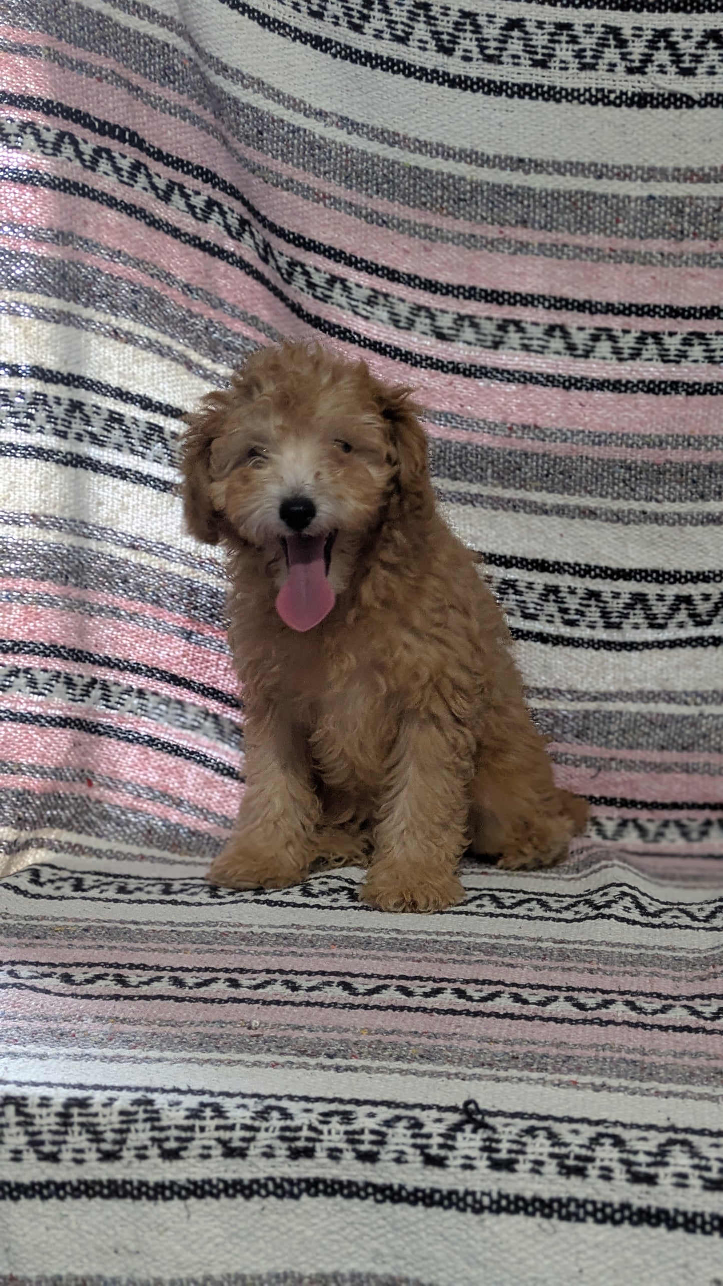 TOY POODLE (11/02) MALE