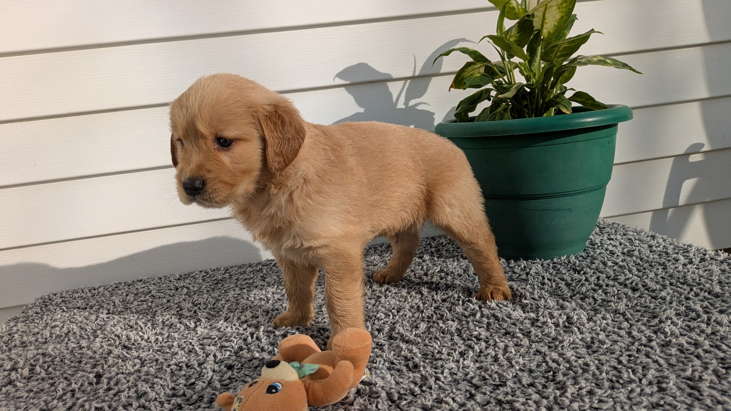 GOLDEN RETRIEVER (12/25) MALE