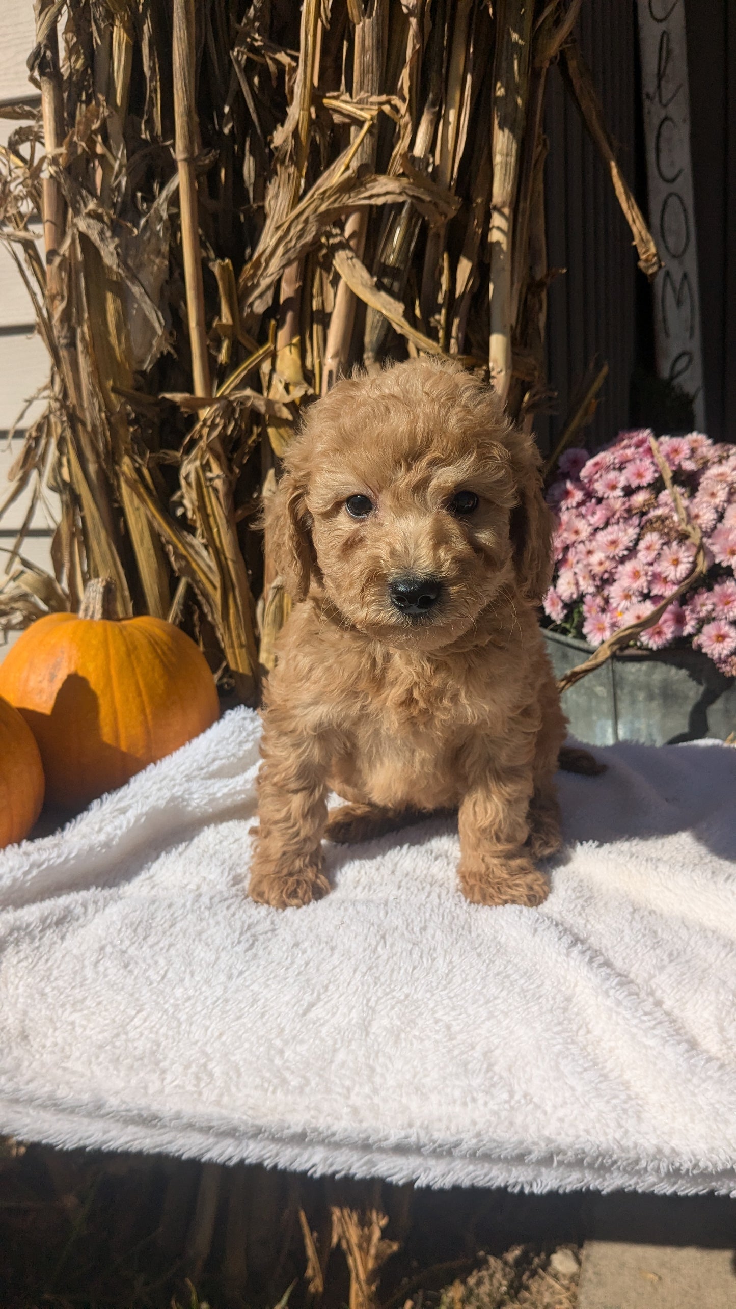 MINI POODLE (08/20) MALE