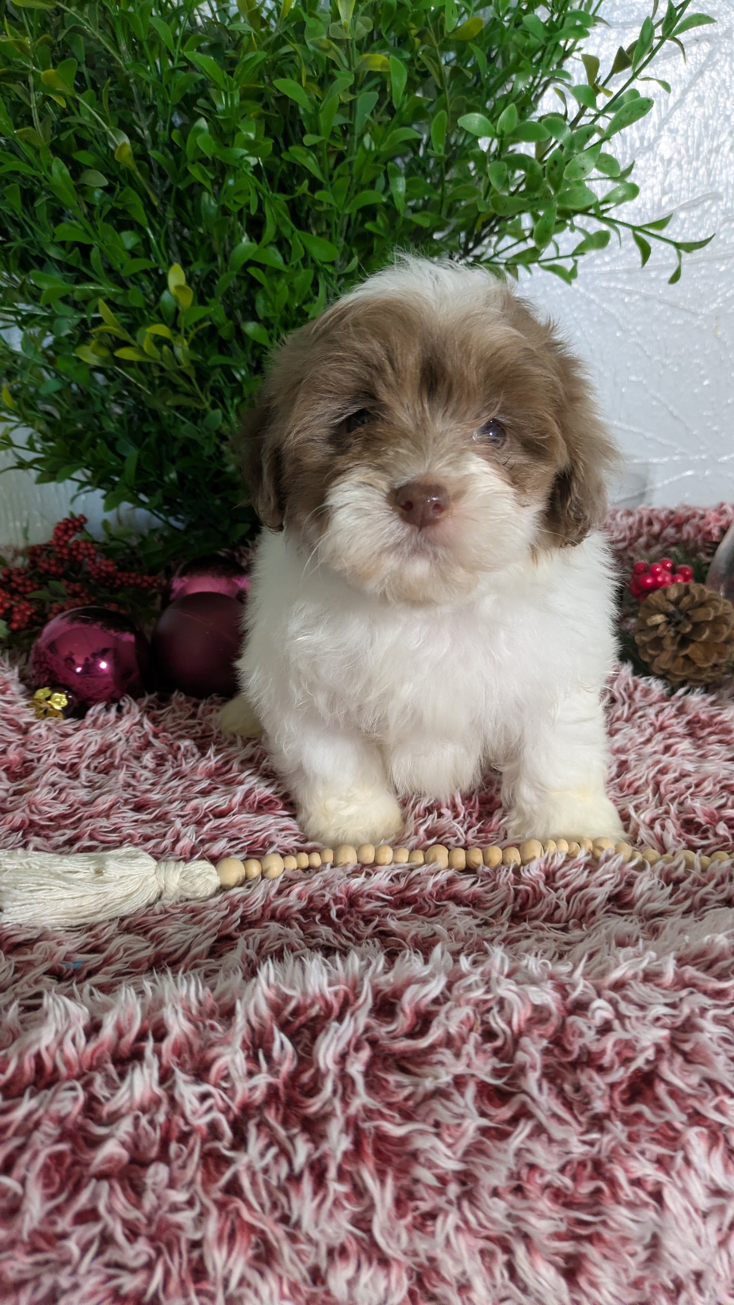 SHIHPOO (10/19) MALE