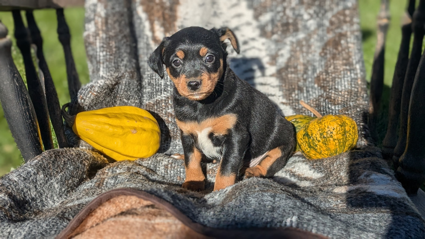 MINI PINSCHER (08/24) FEMALE