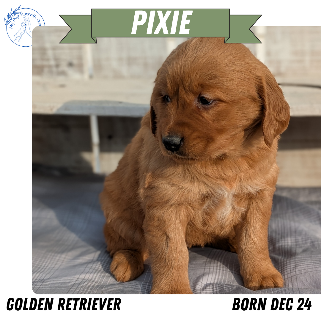 GOLDEN RETRIEVER (12/24) FEMALE