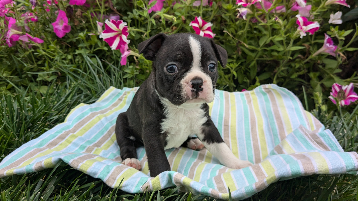 BOSTON TERRIER (08/24) MALE