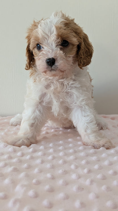 CAVAPOO (12/31) FEMALE