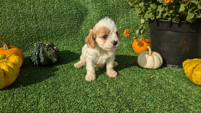 CAVAPOO (08/13) FEMALE