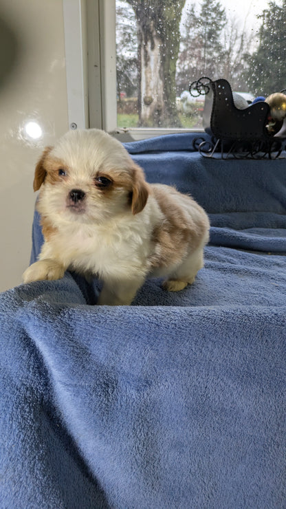 SHIH TZU (10/30) MALE