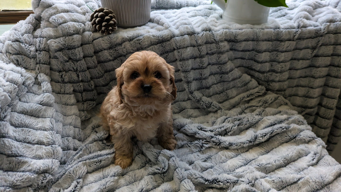 CAVAPOO (11/05) FEMALE