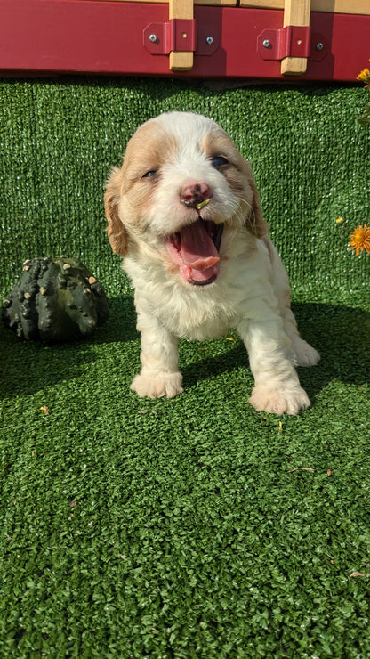 CAVAPOO (08/13) FEMALE