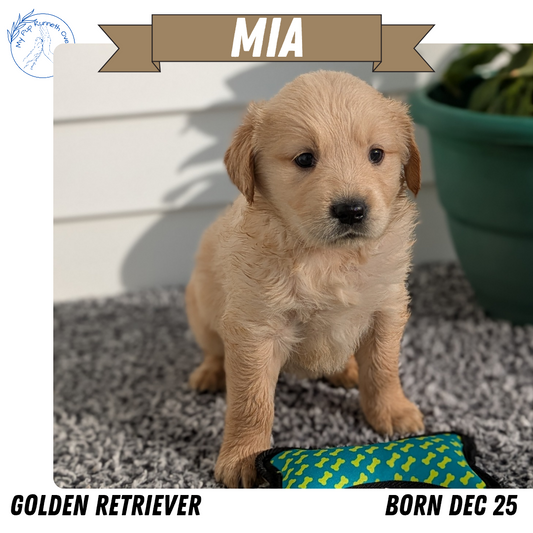 GOLDEN RETRIEVER (12/25) FEMALE