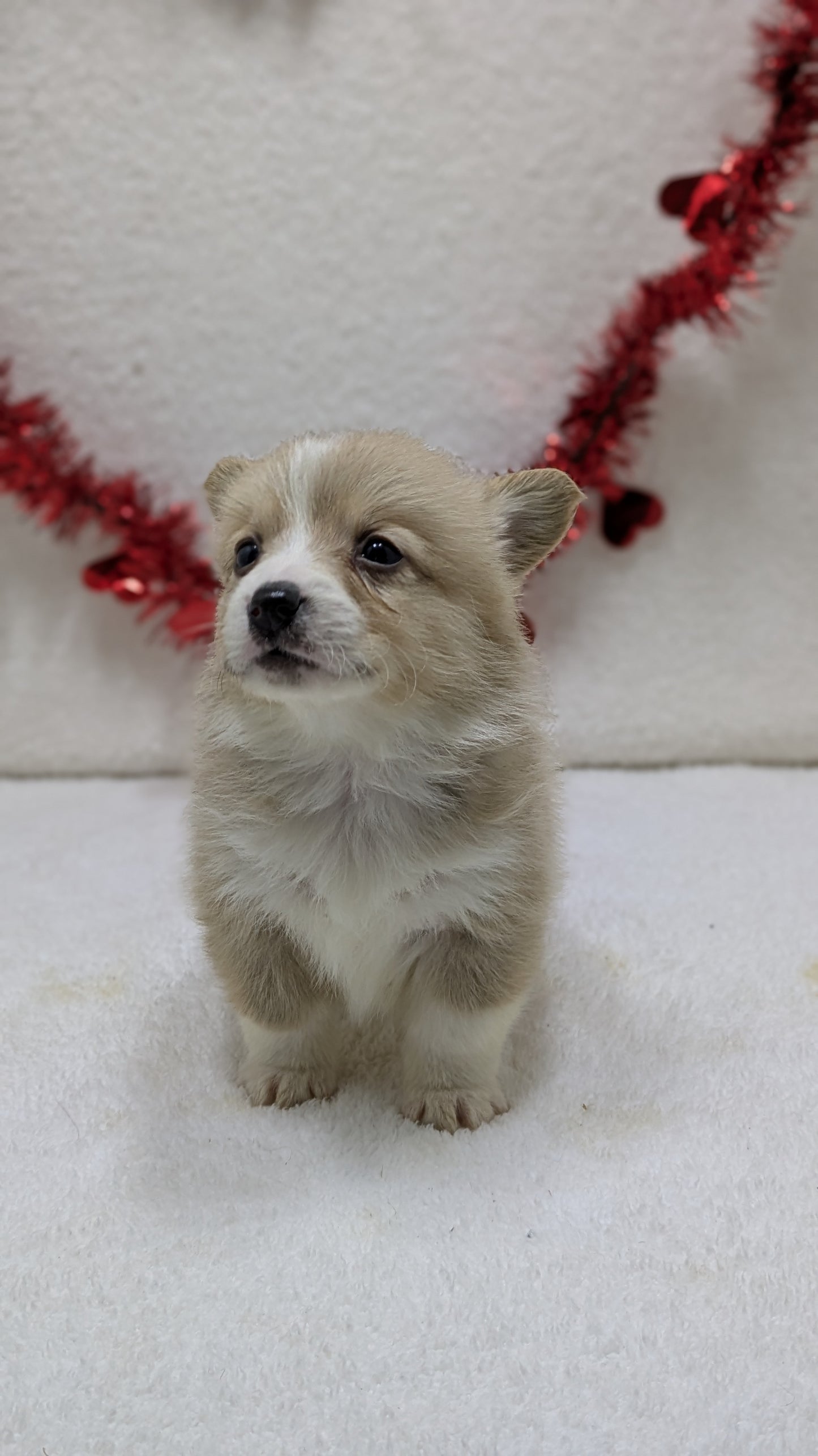 CORGI (12/19) MALE