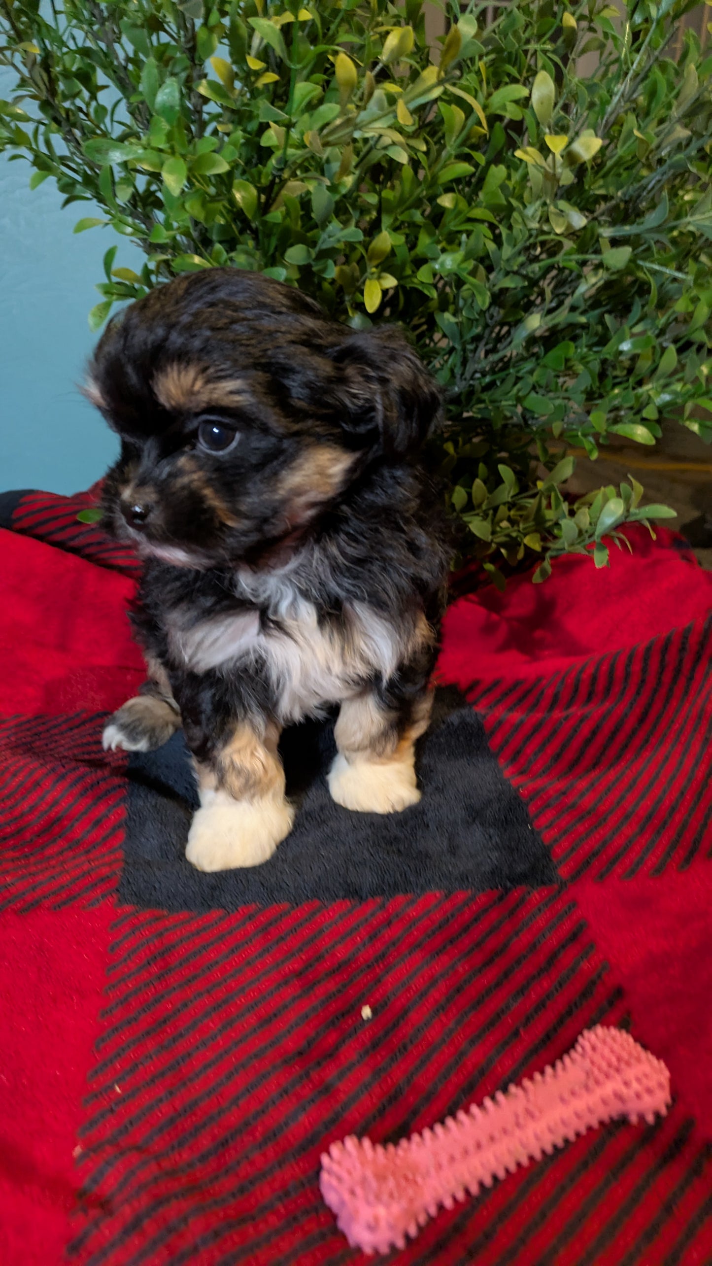 SHIHPOO (11/17) FEMALE