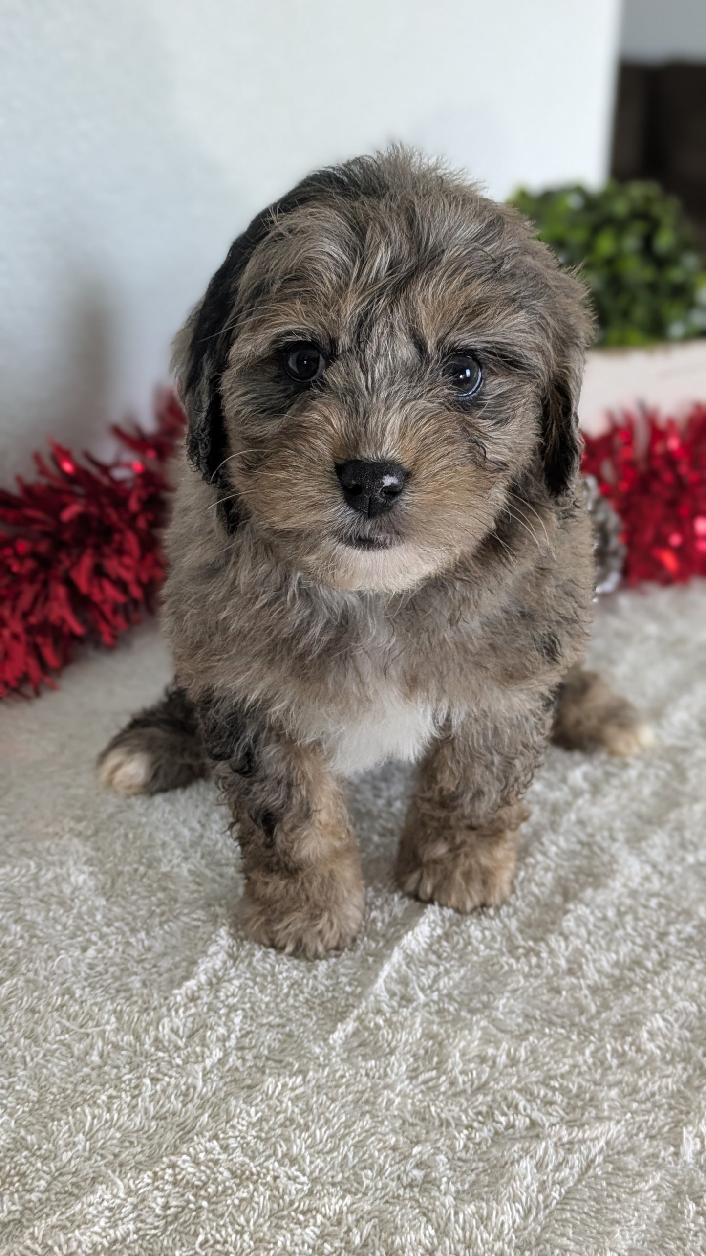 MINI BERNEDOODLE (10/14) FEMALE