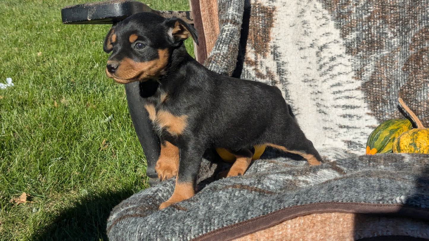 MINI PINSCHER (08/24) FEMALE